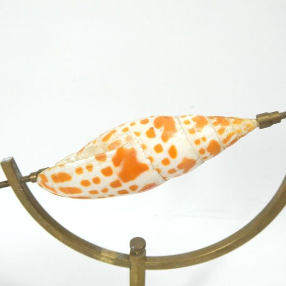 Episcopal Miter Seashell on Brass Caliper Display Stand Vintage Shell Specimen - Picture 7 of 11